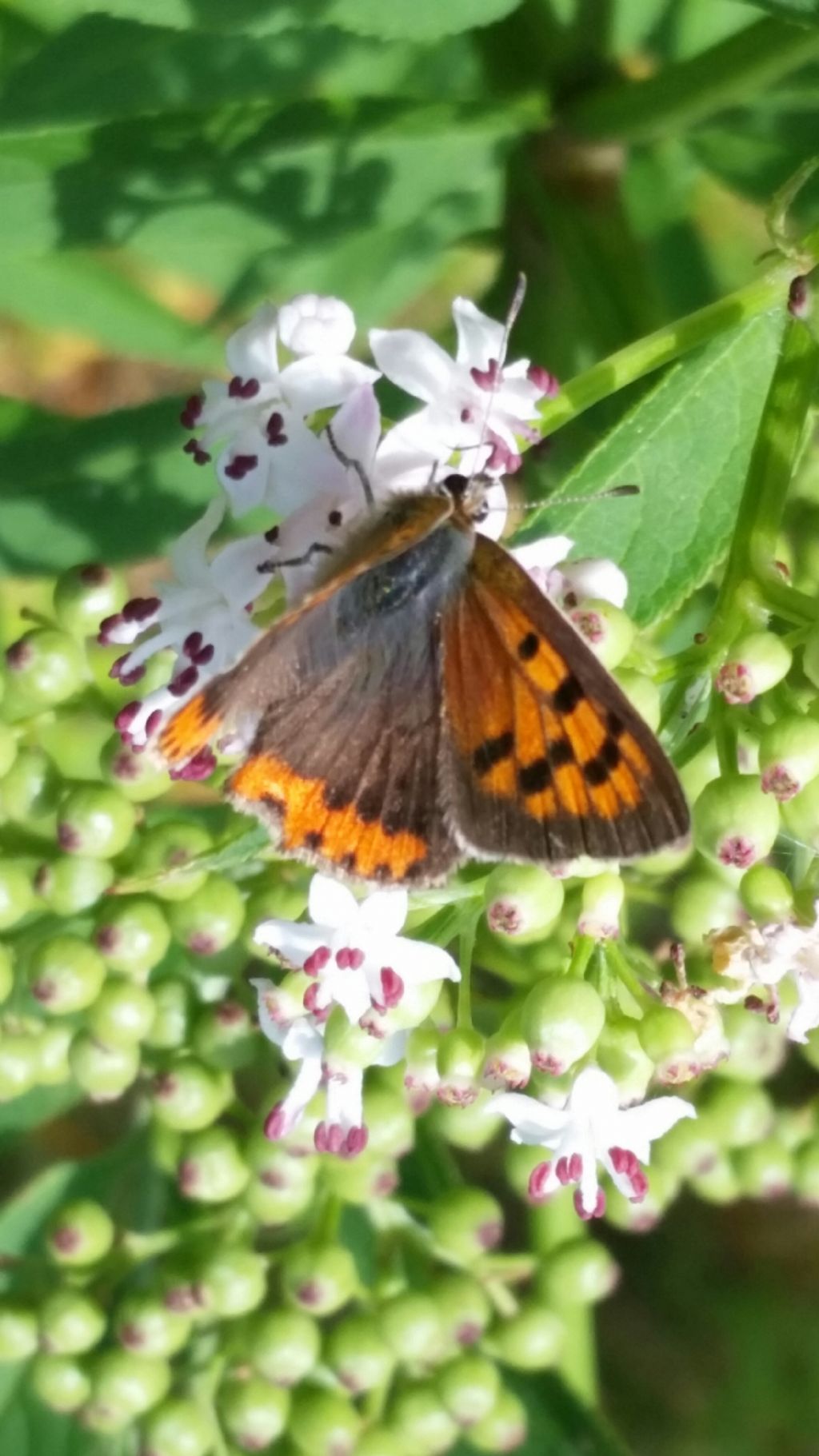 Riconoscimento farfalla 2? Lycaena phlaeas - Lycaenidae